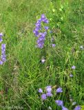 Campanula persicifolia. Цветущие растения в ценозе, самопроизвольно сформировавшемся на заброшенном поле. Украина, Черкасская обл., Каневский р-н, региональный ландшафтный парк \"Трахтемиров\". 26 мая 2012 г.