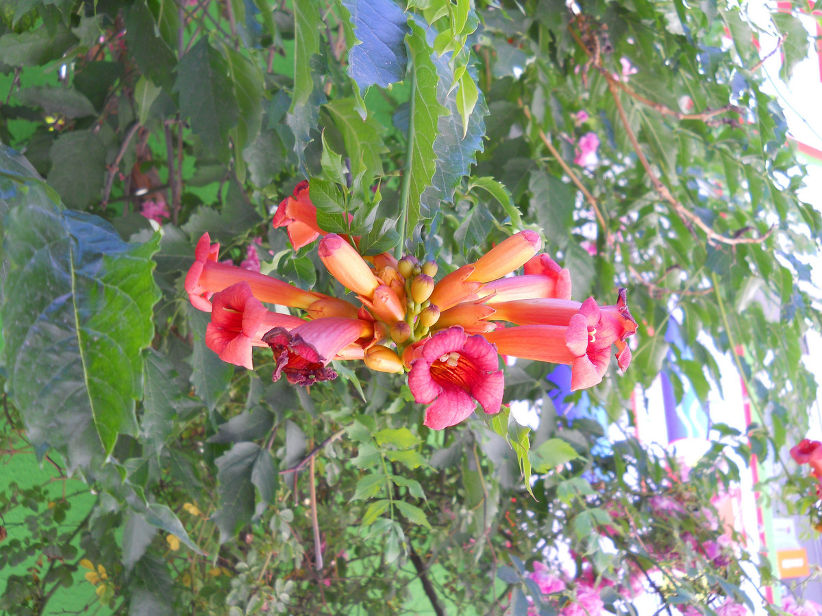 Image of Campsis radicans specimen.