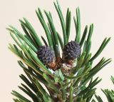 Pinus mugo. Верхушка побега с молодыми шишками. Германия, г. Кемпен, в культуре. 17.06.2012.