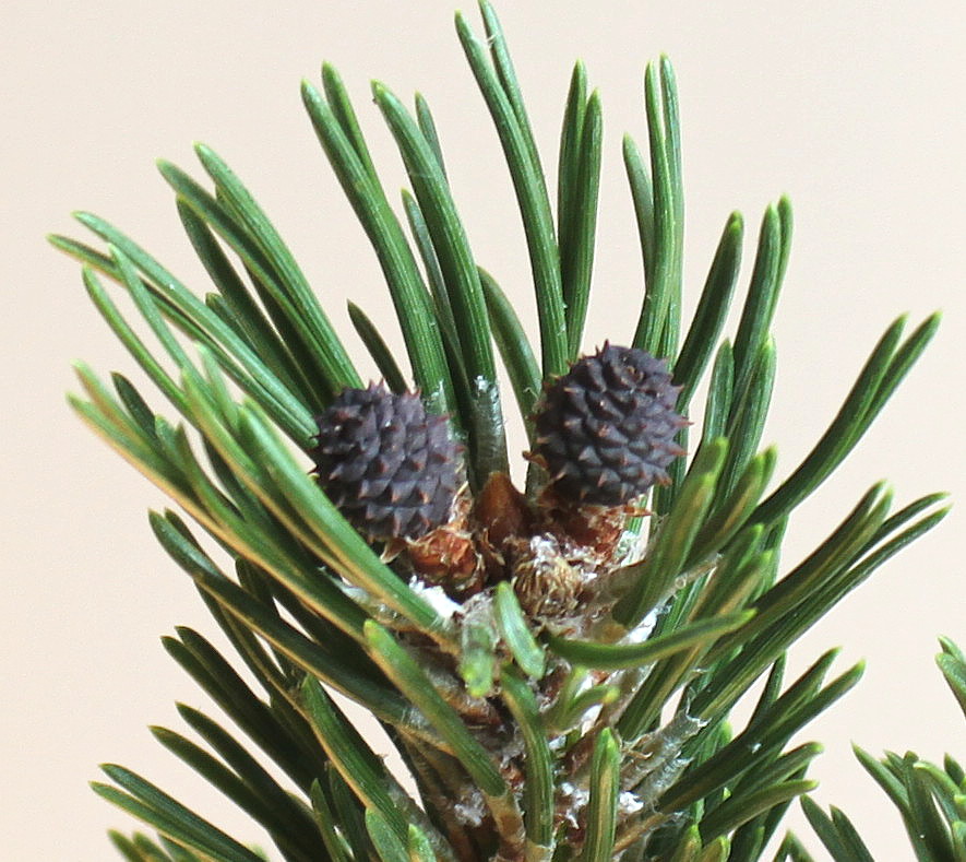 Image of Pinus mugo specimen.