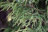 Juniperus seravschanica. Побеги с мужскими стробилами. Узбекистан, Ташкентская обл., хр. Каржантау. 04.04.2009.