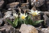 Tulipa berkariensis. Цветущие растения. Южный Казахстан, горы Каракус (восточная часть). 09.04.2012.