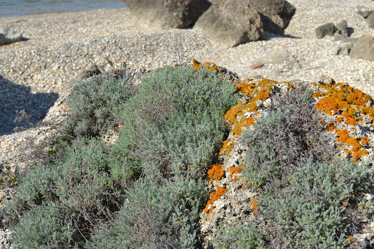 Изображение особи Artemisia santonicum.