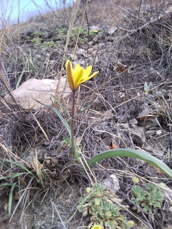 Изображение особи Tulipa uniflora.