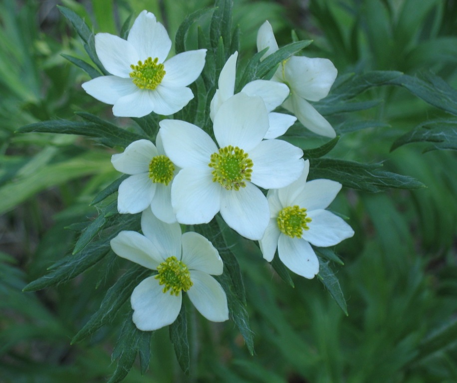 Image of Anemonastrum crinitum specimen.