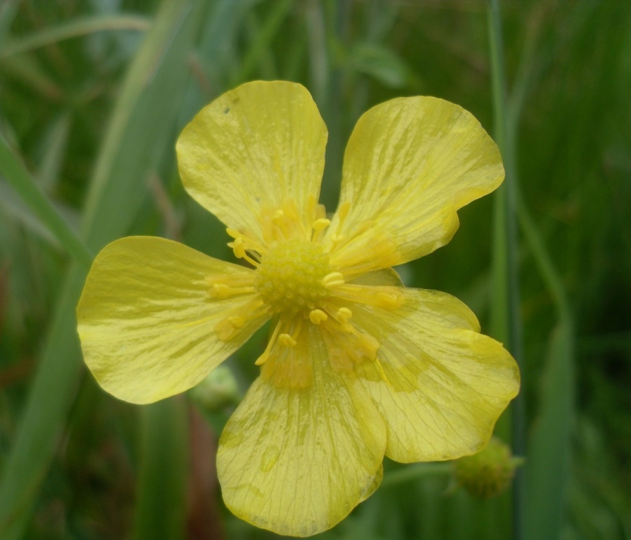 Изображение особи Ranunculus lingua.