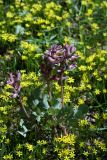 Corydalis ledebouriana. Цветущее растение среди заросли гусиного лука Попова. Узбекистан, Ташкентская обл., хр. Каржантау. 04.04.2009.