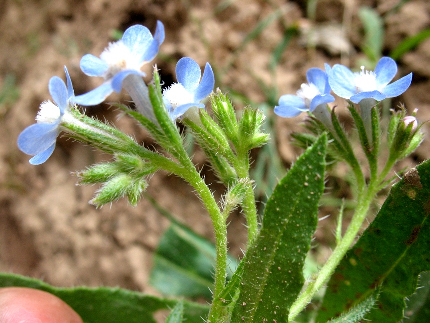 Изображение особи Anchusa azurea.