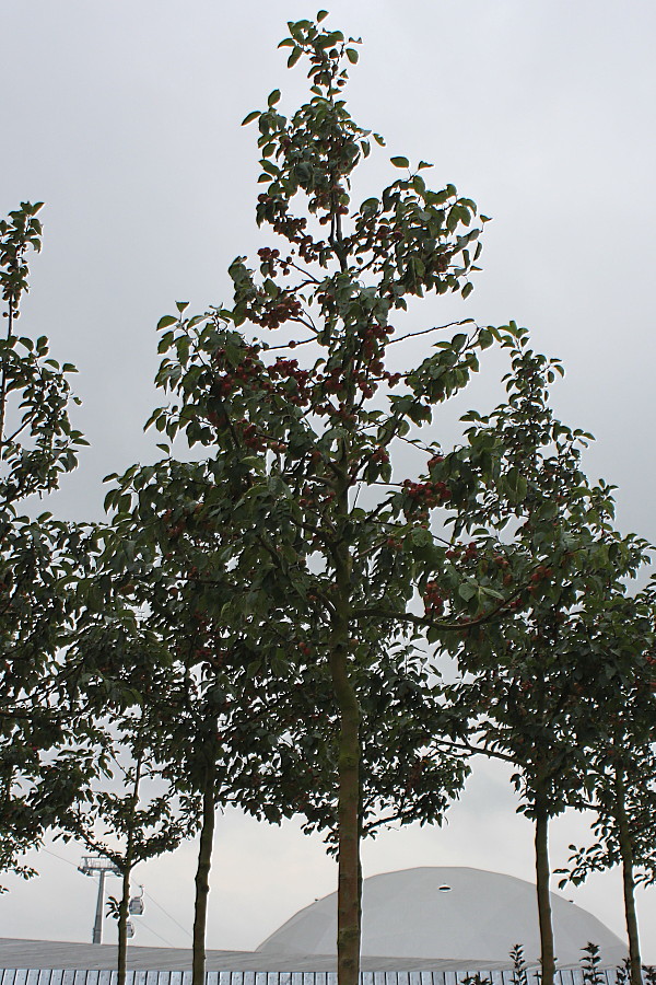 Изображение особи Malus domestica ssp. cerasifera.