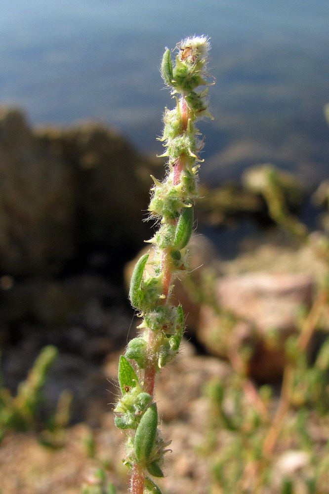 Изображение особи Bassia hyssopifolia.