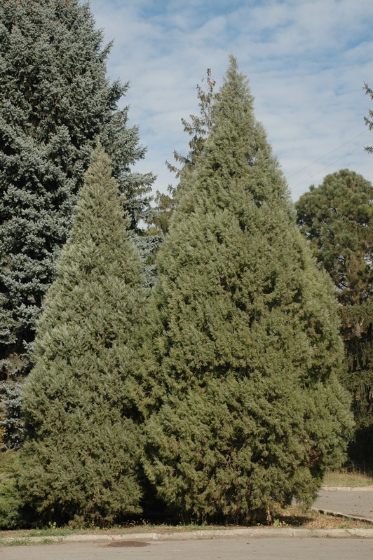 Image of Juniperus turcomanica specimen.