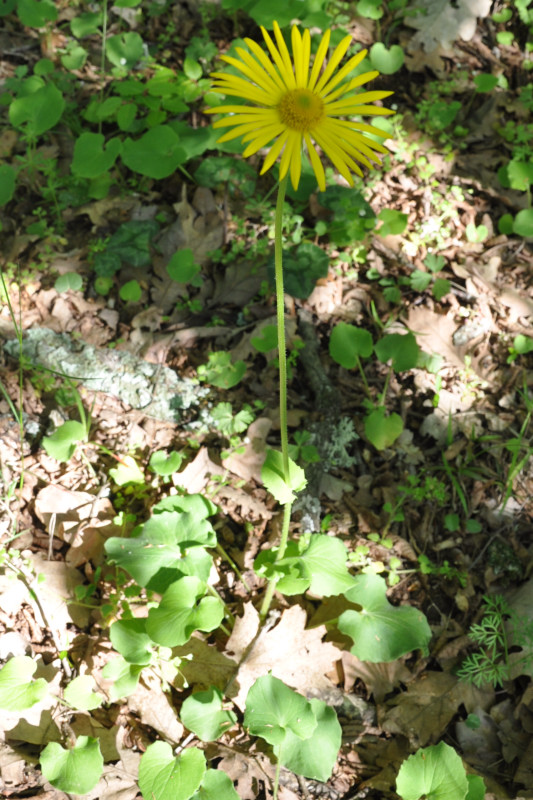 Изображение особи Doronicum orientale.