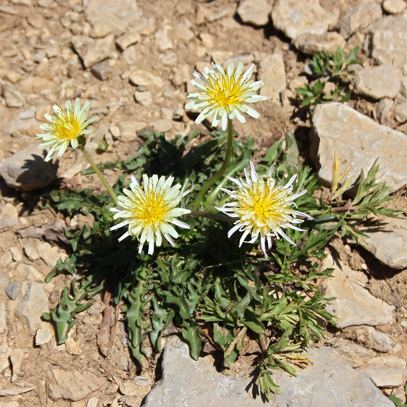 Изображение особи Taraxacum confusum.