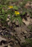 Anemone ranunculoides