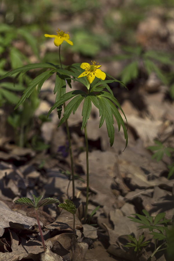 Изображение особи Anemone ranunculoides.