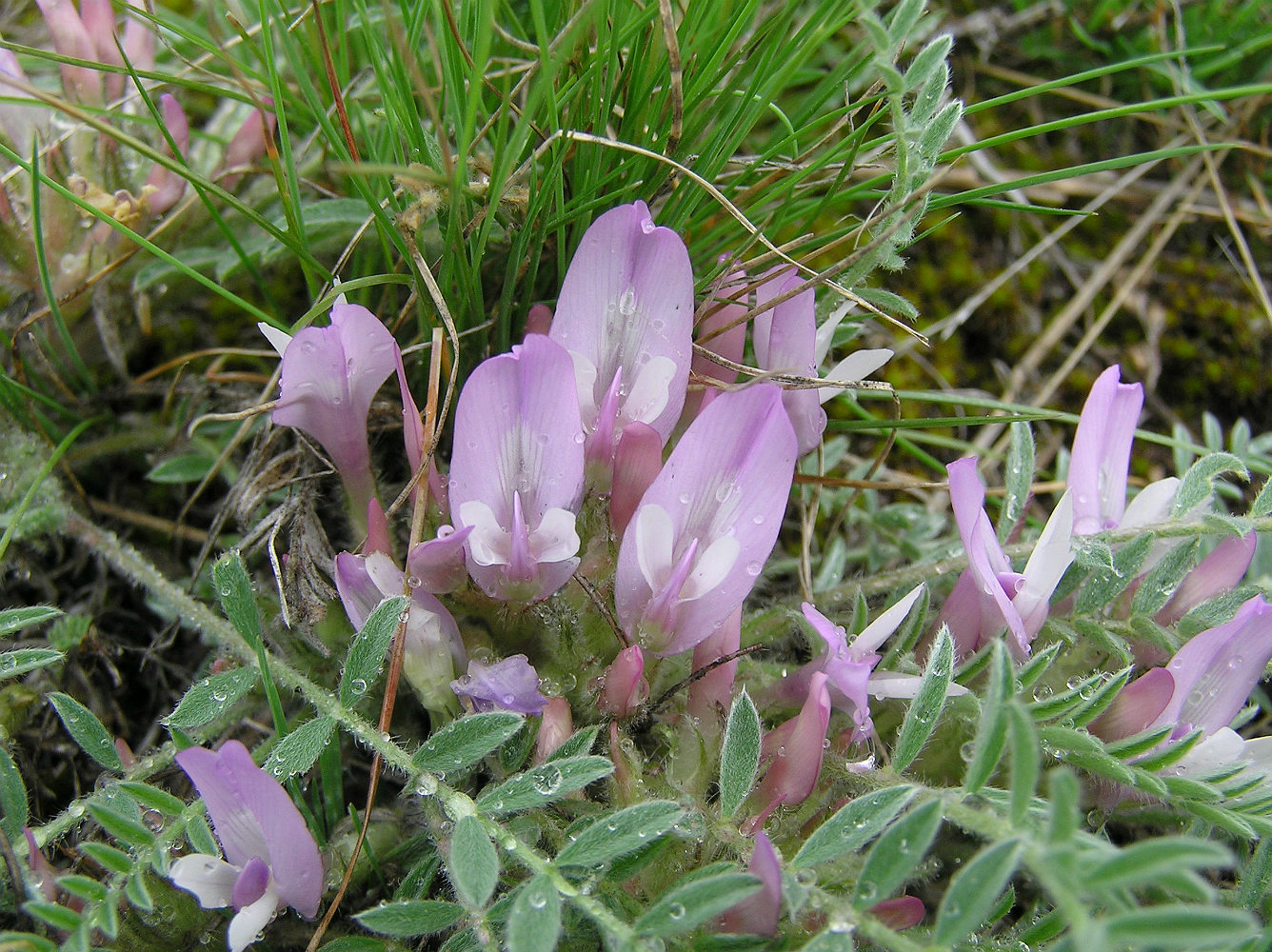 Изображение особи Astragalus testiculatus.