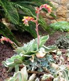 Echeveria pumila. Цветущее растение. Испания, Каталония, Жирона, Тосса-де-Мар, верхняя часть города. 24.06.2012.