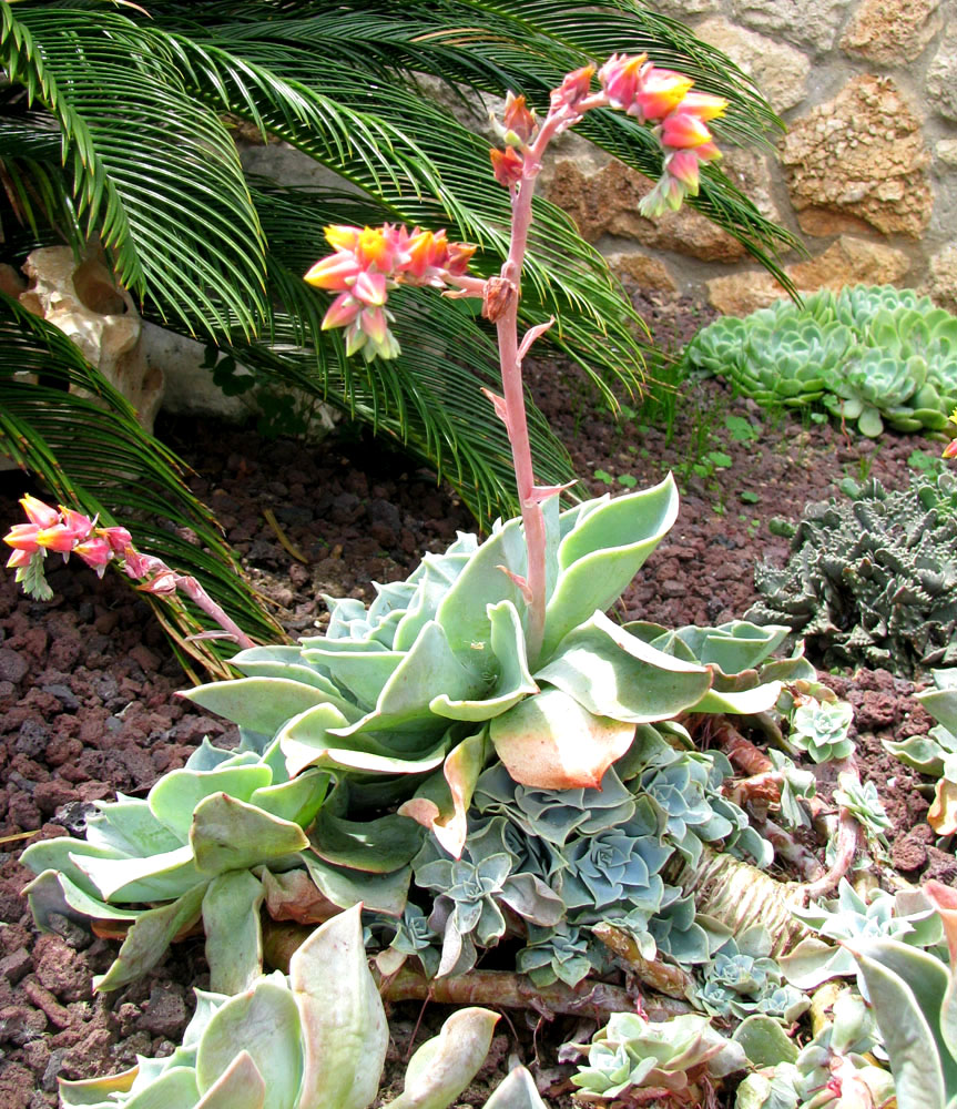 Image of Echeveria pumila specimen.