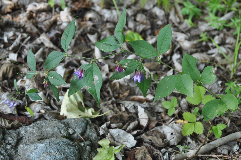 Изображение особи Vicia unijuga.