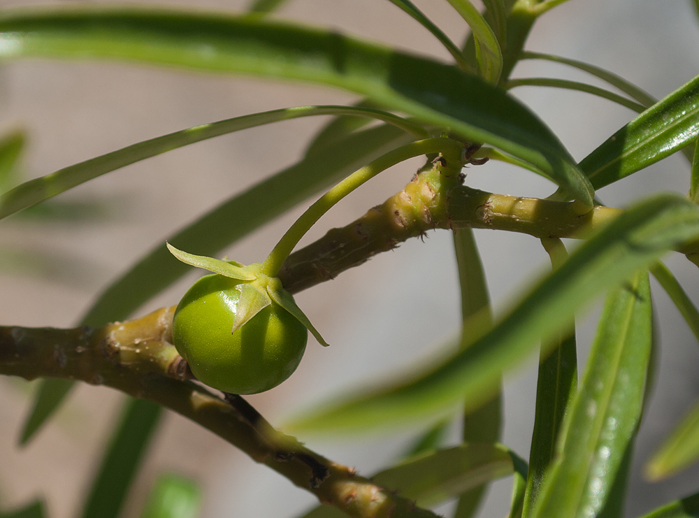 Изображение особи Thevetia peruviana.