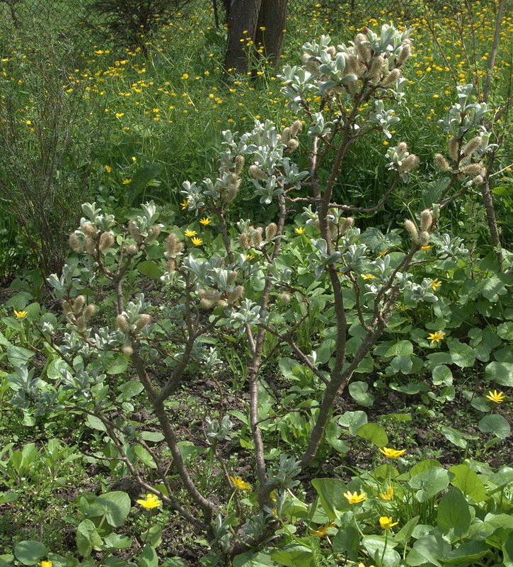 Image of Salix helvetica specimen.