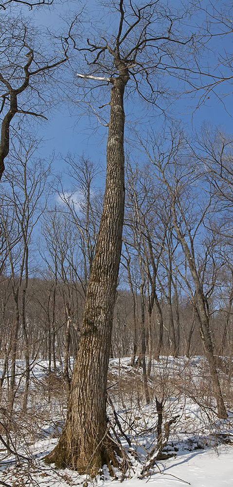 Image of Salix maximowiczii specimen.