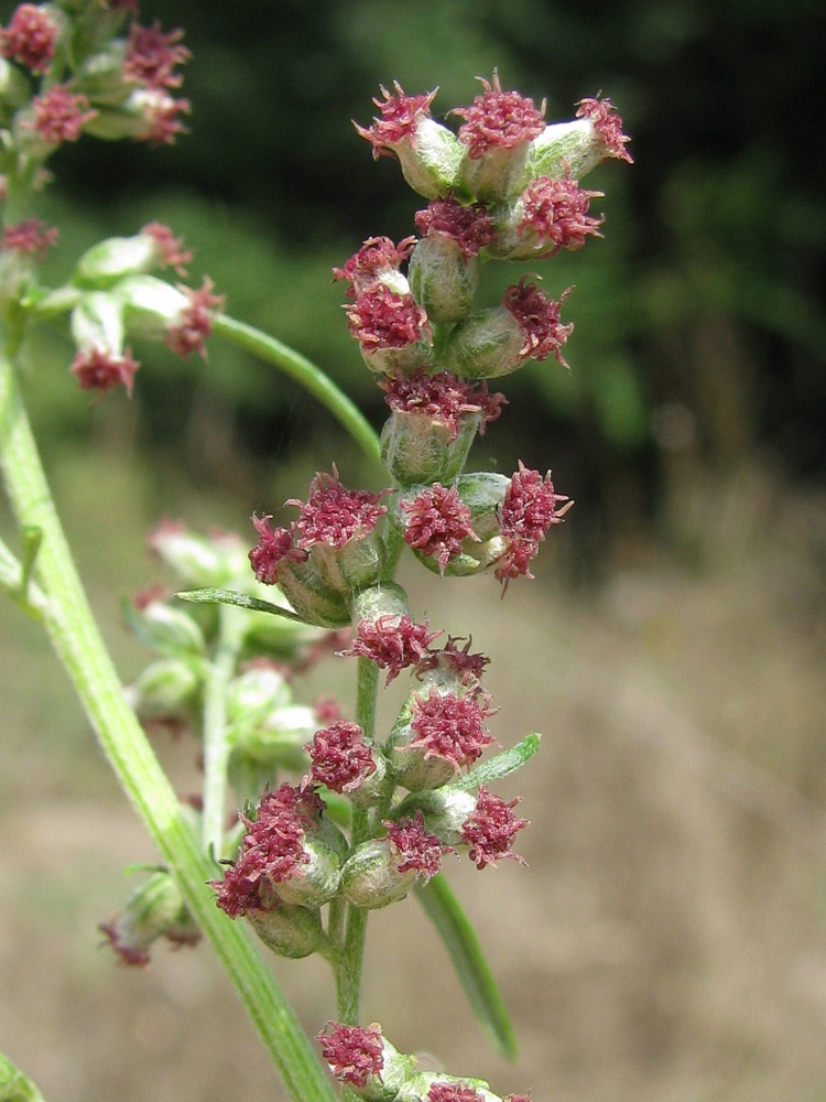 Изображение особи Artemisia vulgaris.