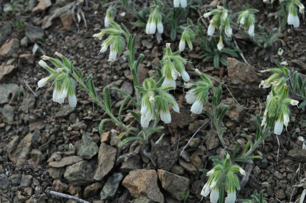 Изображение особи Onosma guberlinensis.