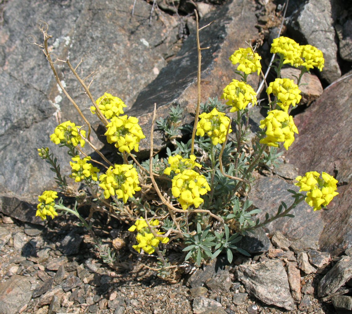 Изображение особи Alyssum lenense.