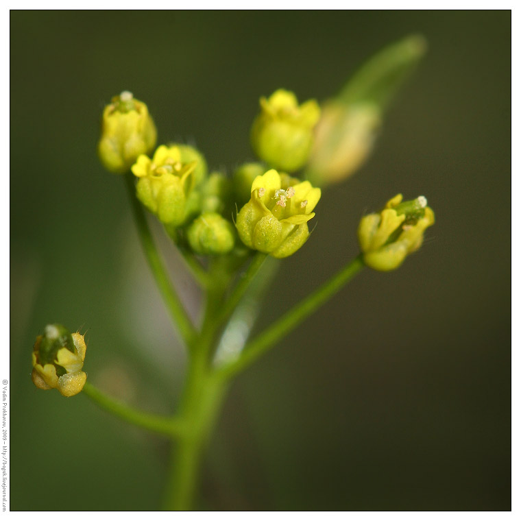 Изображение особи Draba nemorosa.