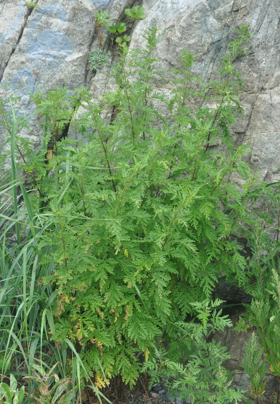 Image of Artemisia gmelinii specimen.