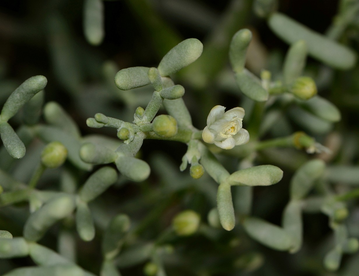 Изображение особи Tetraena coccinea.