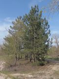 Pinus pallasiana. Деревья Pinus pallasiana и Populus. Украина, г. Запорожье, возле Гребного канала. 20.04.2013.