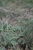 Oxytropis gebleriana. Цветущее растение. Казахстан, хр. Шолак, северней вдхр. Капчагай. 26.04.2013.