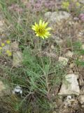 Tragopogon dubius