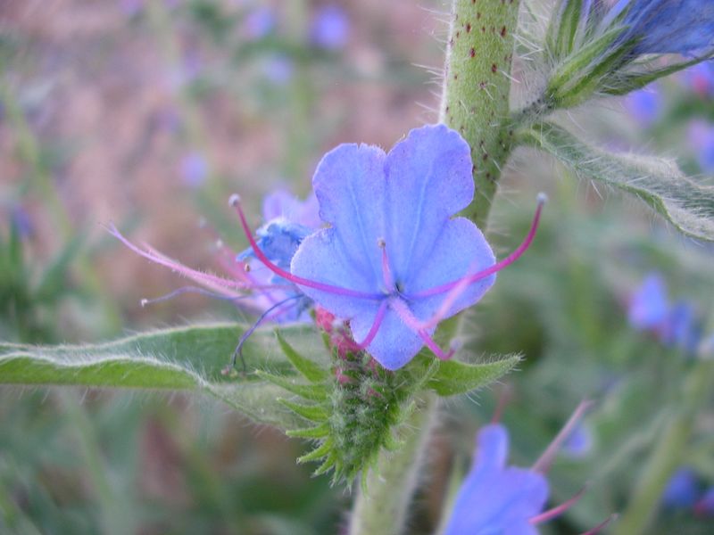 Изображение особи Echium vulgare.