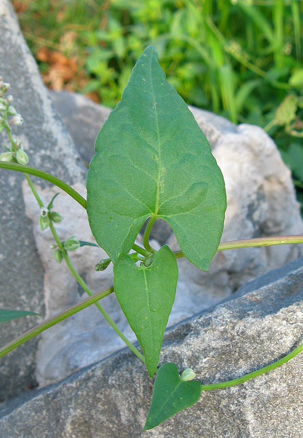 Image of Fallopia convolvulus specimen.