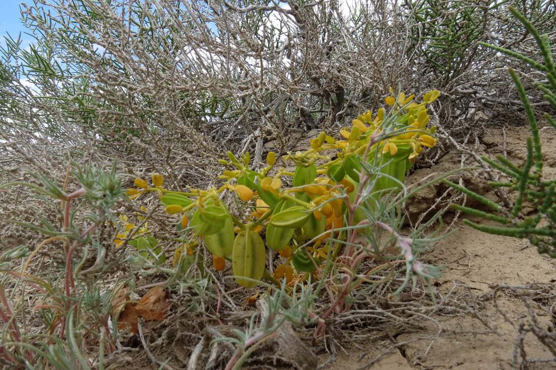 Image of Zygophyllum lehmannianum specimen.