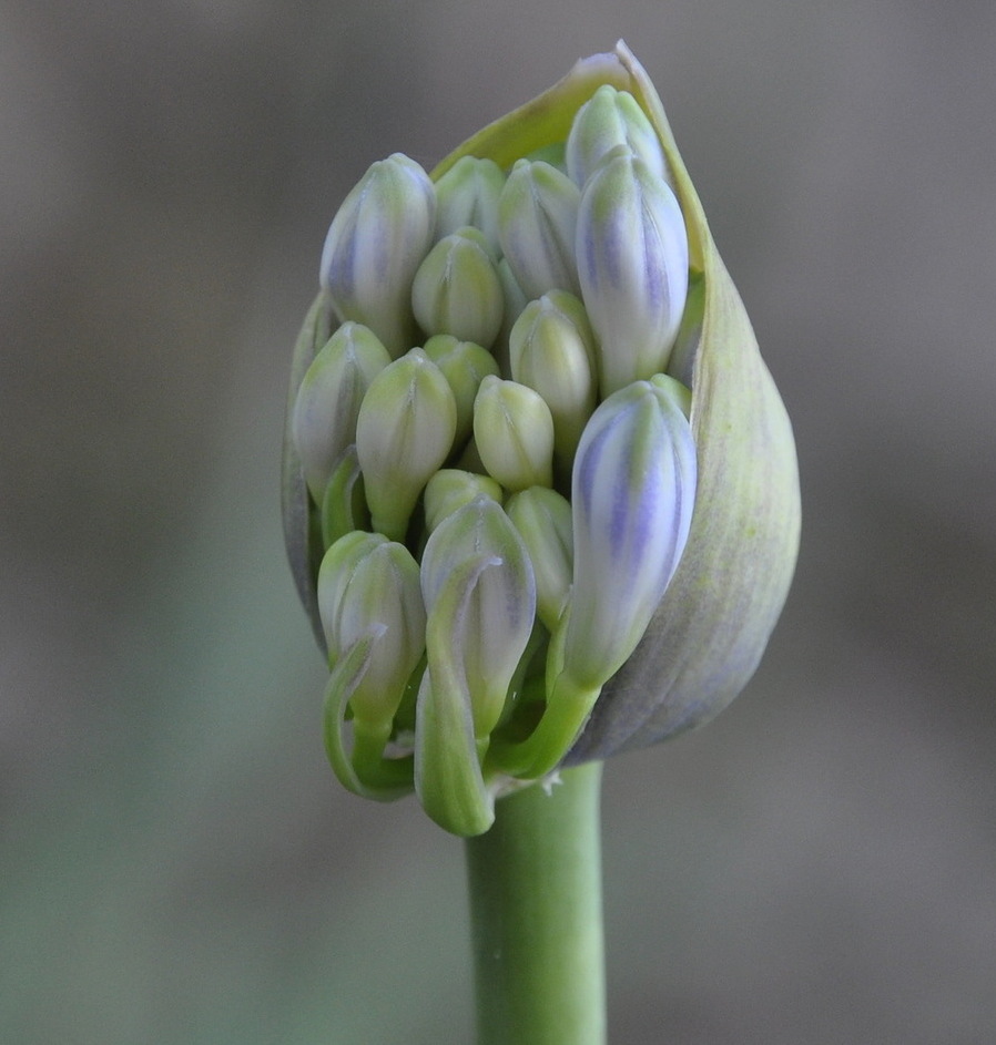 Image of Agapanthus africanus specimen.