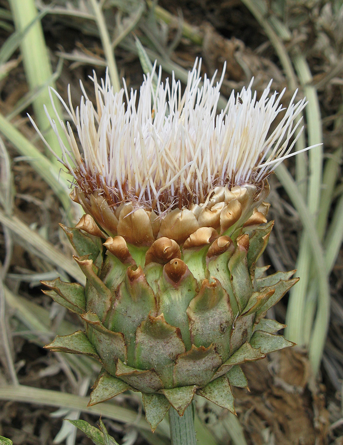 Изображение особи Cynara scolymus.