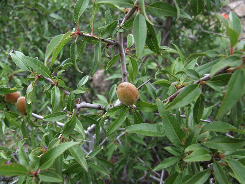 Image of Amygdalus fenzliana specimen.