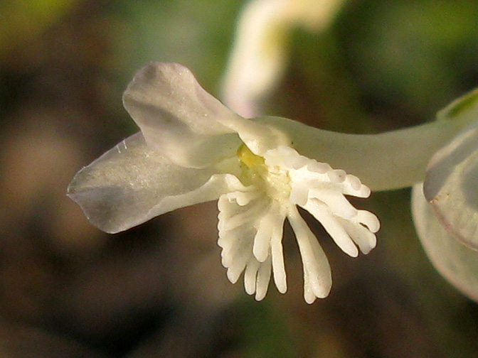 Image of Polygala major specimen.