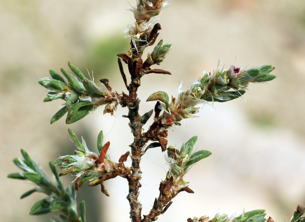 Image of Polygonum biaristatum specimen.