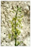 Matthiola fragrans