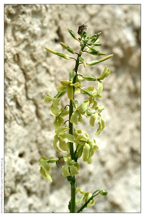 Image of Matthiola fragrans specimen.