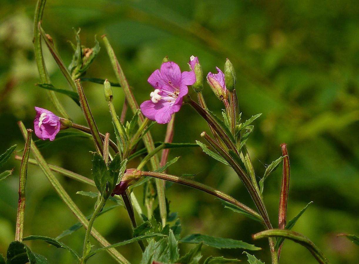 Изображение особи Epilobium hirsutum.