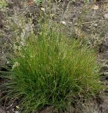 Festuca filiformis