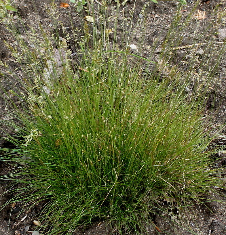 Image of Festuca filiformis specimen.