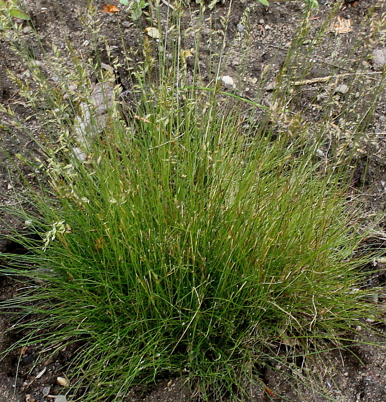 Изображение особи Festuca filiformis.