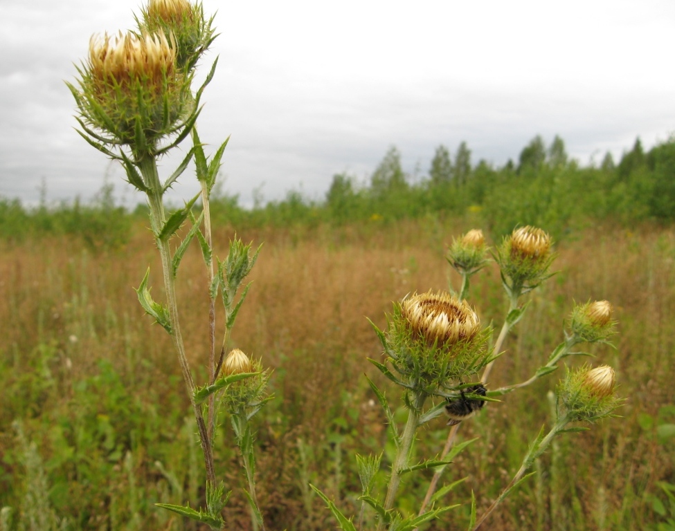 Image of Carlina biebersteinii specimen.